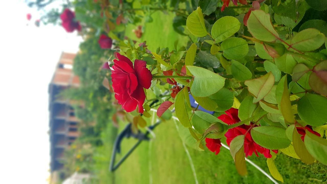 Rose Hotel B&B Patara Kültér fotó